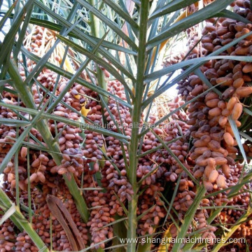 Dates Palm Processing Machine With Turn Key Solution